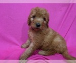 Small #5 Goldendoodle