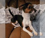 Small #2 Chihuahua