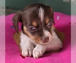 Puppy Ruby Dachshund-Shorkie Tzu Mix