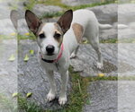 Small #1 Rat Terrier-Shiba Inu Mix