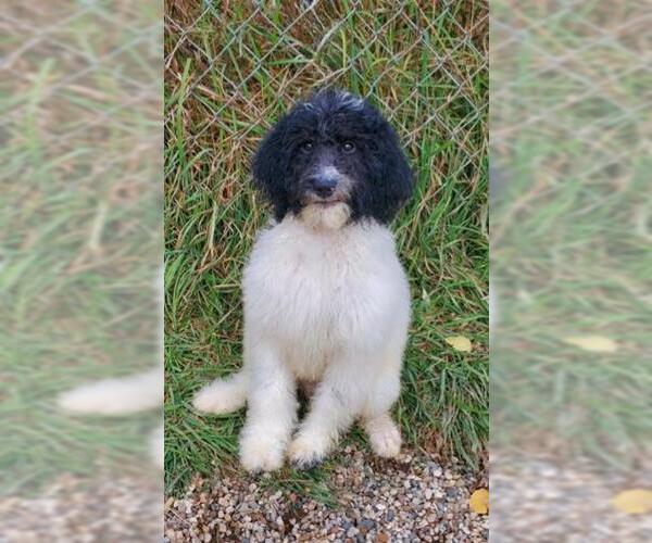 Medium Photo #1 Poodle (Standard) Puppy For Sale in Lake City, MI, USA