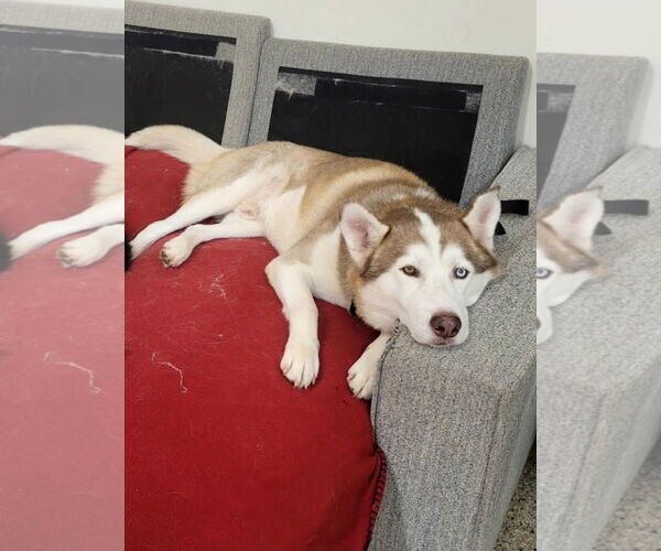 Medium Photo #2 Siberian Husky Puppy For Sale in Severn, MD, USA