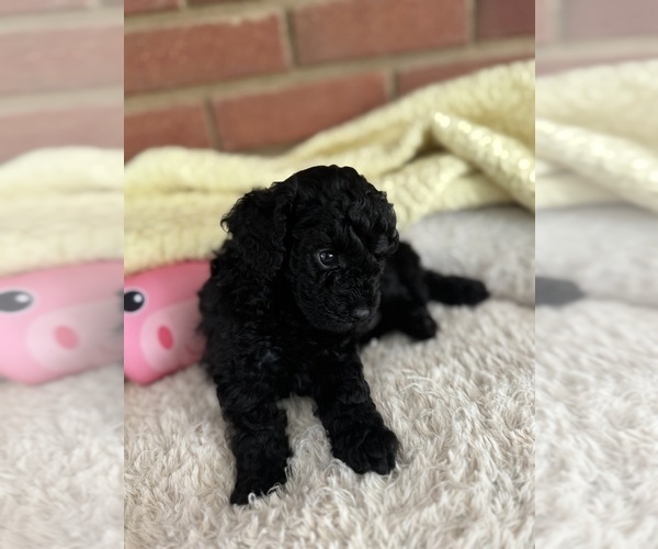 Medium Photo #4 Cavapoo-Poodle (Toy) Mix Puppy For Sale in PENSACOLA, FL, USA