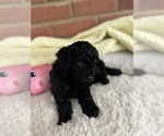Small #2 Cavapoo-Poodle (Toy) Mix