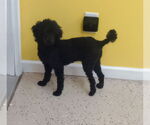 Small #2 Poodle (Toy)