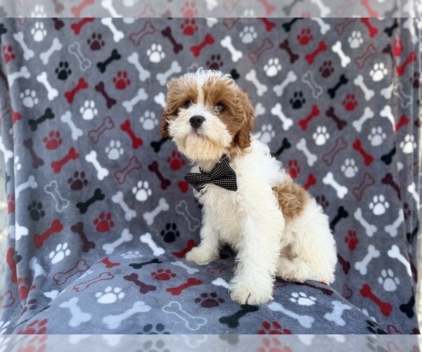 Medium Photo #5 Cavapoo (Miniature) Puppy For Sale in LAKELAND, FL, USA