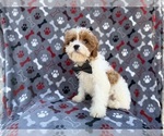Small #4 Cavapoo (Miniature)