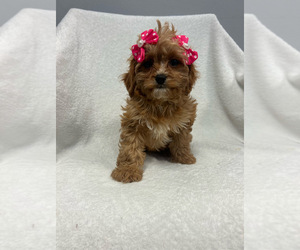 Cavapoo Puppy for sale in RANDOLPH, MA, USA