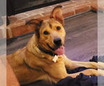 Small #3 Labrador Retriever Mix