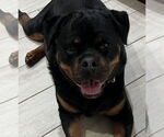 Small #2 Rottweiler