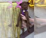 Small #1 Chow Chow Mix