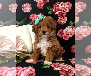Cock-A-Poo Puppy for sale in KIRKWOOD, PA, USA