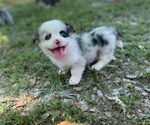 Small #6 Pembroke Welsh Corgi