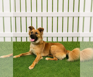 Collie-Unknown Mix Dogs for adoption in Euless, TX, USA