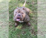 Small Mutt