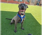 Small #1 American Pit Bull Terrier