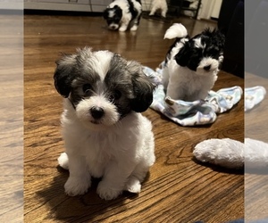 Havachon Puppy for sale in TUSCALOOSA, AL, USA