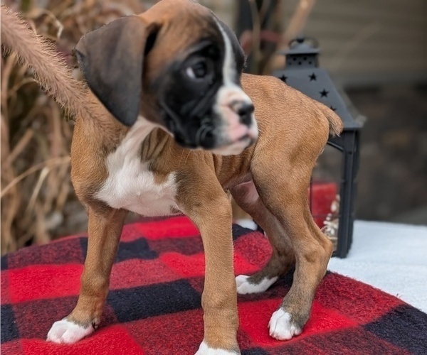 Medium Photo #13 Boxer Puppy For Sale in GOSHEN, IN, USA