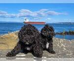 Small #3 Goldendoodle mix (+ Poodle Miniature)