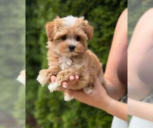 Medium Maltipoo
