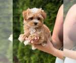 Small Maltipoo