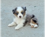 Small Miniature Australian Shepherd