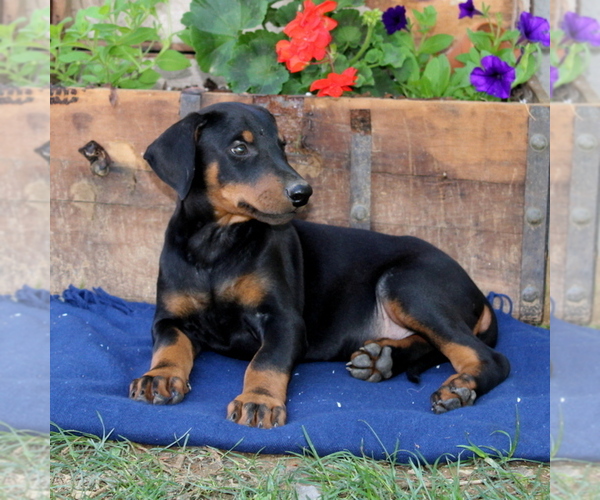 Medium Photo #4 Doberman Pinscher Puppy For Sale in QUARRYVILLE, PA, USA