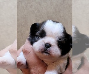 Shih Tzu Puppy for Sale in FANNING SPGS, Florida USA