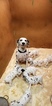 Small Photo #11 Dalmatian Puppy For Sale in DUVALL, WA, USA