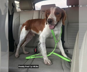 TX/Freddy Red - Male Brittany Dog for Adoption - Photo #3