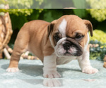 Small Photo #19 English Bulldog Puppy For Sale in MILLERSBURG, OH, USA