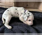Puppy Purple Dalmatian
