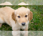 Small Photo #13 Golden Retriever Puppy For Sale in GRAND RAPIDS, MI, USA
