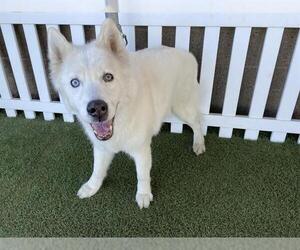 Siberian Husky-Unknown Mix Dogs for adoption in Modesto, CA, USA