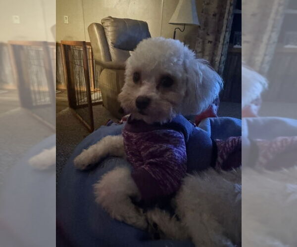 Medium Photo #2 Poodle (Toy) Puppy For Sale in Mukwonago, WI, USA