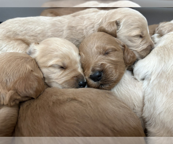 Medium Photo #6 Goldendoodle Puppy For Sale in GILBERT, AZ, USA