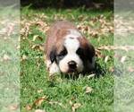 Small Photo #2 Saint Bernard Puppy For Sale in TURLOCK, CA, USA