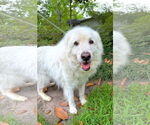 Small #9 Great Pyrenees