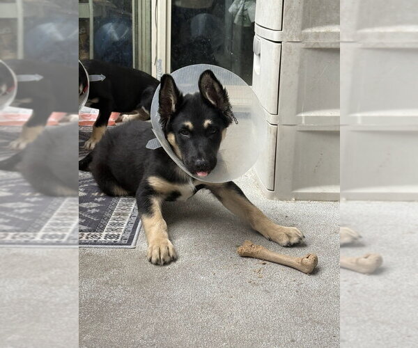 Medium Photo #8 Mutt Puppy For Sale in Pacifica, CA, USA
