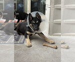 Small #7 Mutt