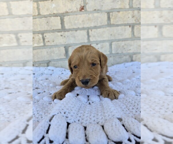 Medium Photo #1 Labradoodle Puppy For Sale in WILLIAMSTOWN, KY, USA