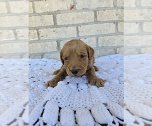 Labradoodle Puppy for sale in WILLIAMSTOWN, KY, USA