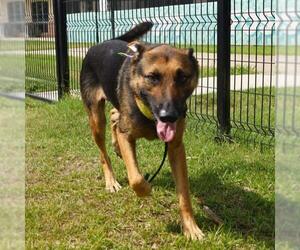 German Shepherd Dog-Unknown Mix Dogs for adoption in San Antonio, TX, USA