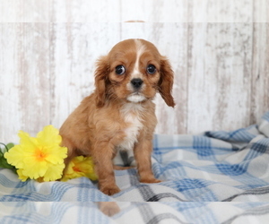 Cavalier King Charles Spaniel Puppy for sale in SHILOH, OH, USA