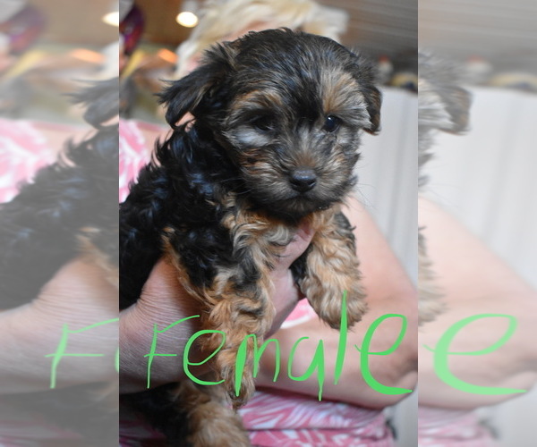 Medium Photo #1 Morkie-Yorkshire Terrier Mix Puppy For Sale in EDISON, NJ, USA