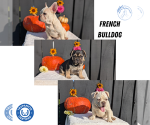 French Bulldog Puppy for Sale in GOSHEN, Indiana USA