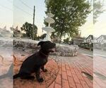 Small #4 German Shepherd Dog