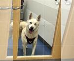Small German Shepherd Dog-Siberian Husky Mix
