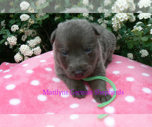 German Shepherd Dog Puppy for Sale in PIEDMONT, Missouri USA