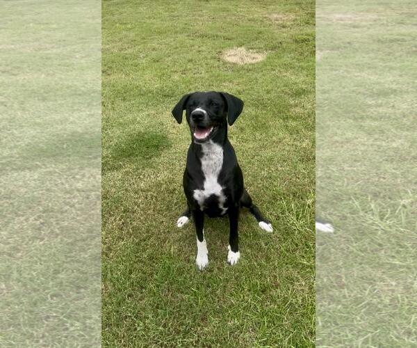 Medium Photo #2 Labrador Retriever-Unknown Mix Puppy For Sale in Pensacola, FL, USA